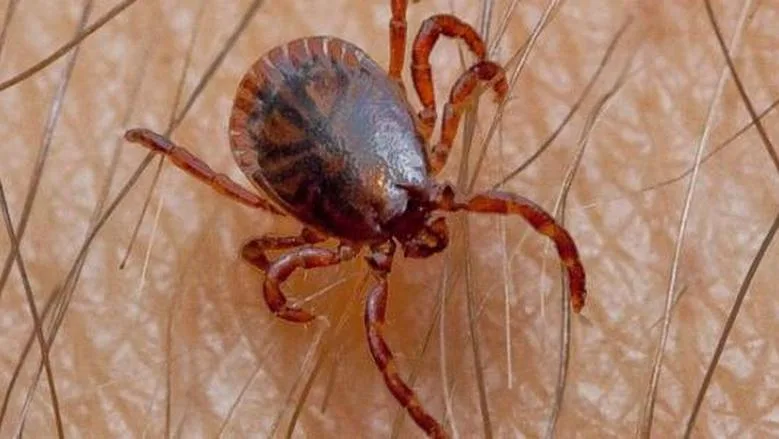 مكافحة القراد