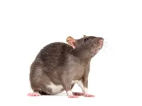 مكافحة الفئران و 3 طرق لأبادة الفئران نهائياً 6 مكافحة الفئران