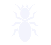 مكافحة الخنافس